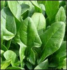 Salsa de espinacas