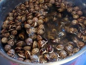 Lee más sobre el artículo Como preparar los caracoles en salsa